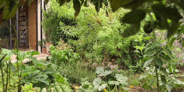 Petit jardin urbain en permaculture, nourricier et verdoyant.