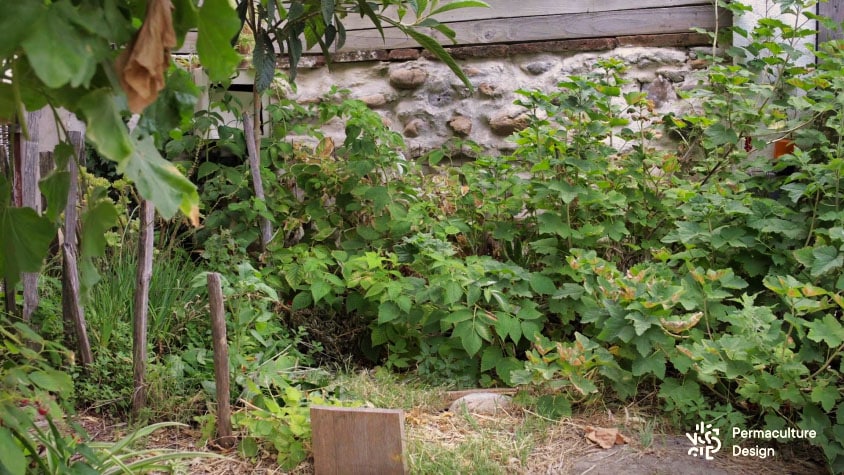 Zone ombragée et humide d’un petit jardin urbain en permaculture avec des petits fruits (framboisiers, groseilliers…).