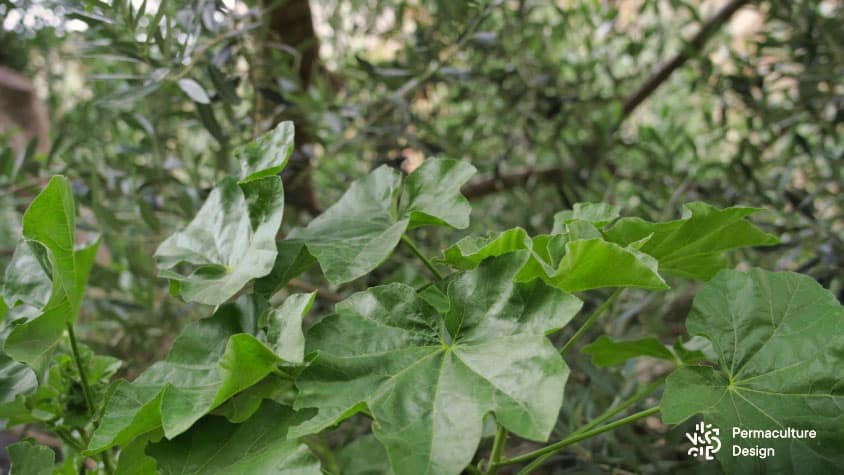 Mauve sylvestre (Malva sylvestris), plante sauvage comestible dans un petit jardin en permaculture en ville.