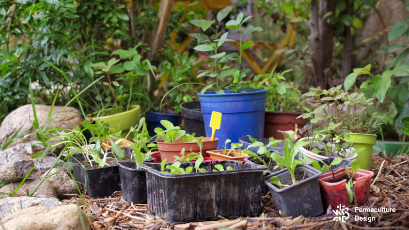 Faire ses propres plants de fruits et de légumes fait gagner en autonomie et en réussite dans ce petit jardin urbain en permaculture.