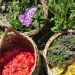 Récolte de plantes aromatiques et médicinales dans des paniers : fleurs de coquelicot, mauve, souci, thym, menthe, achillée millefeuille…