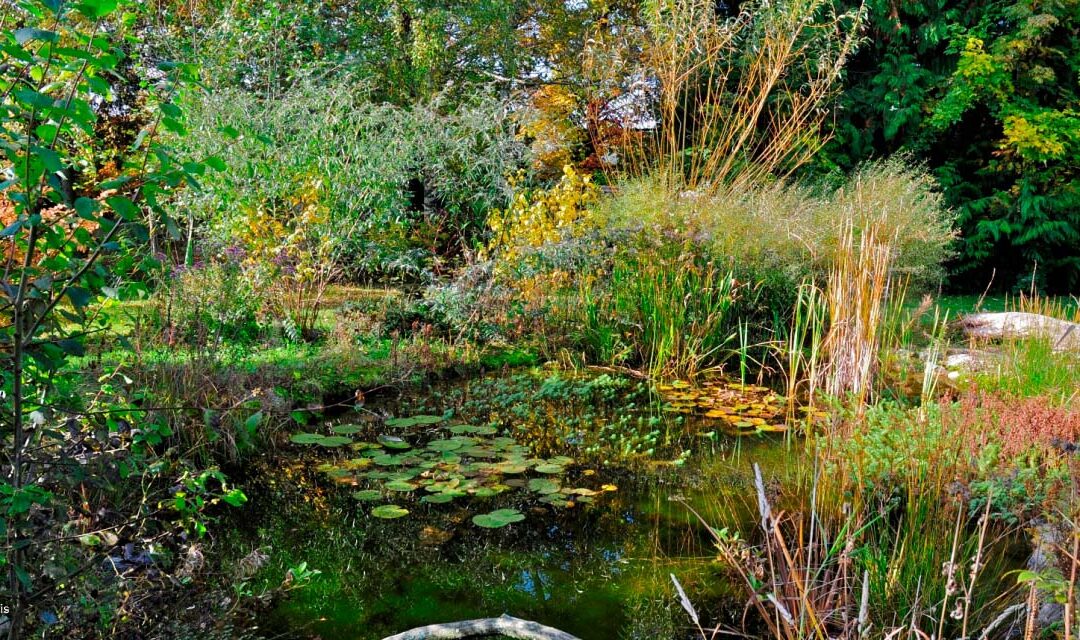 Jardin en permaculture : quoi faire pour commencer ?