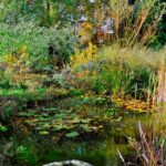 Jardin en permaculture avec mare naturelle et espace boisé, riche en biodiversité chez Gilles Leblais en Isère.