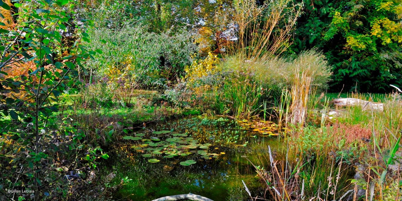 Jardin en permaculture avec mare naturelle et espace boisé, riche en biodiversité chez Gilles Leblais en Isère.