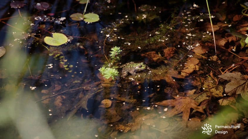 Mare naturelle avec grenouille verte dans un jardin en permaculture.