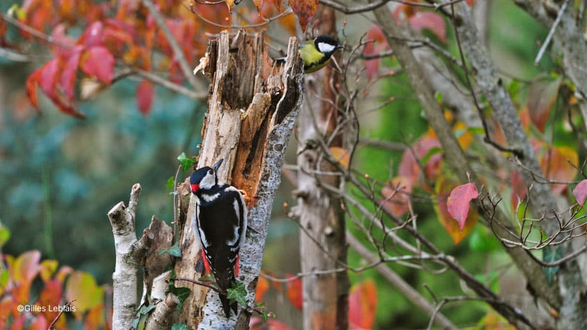 Pic épeiche et mésange charbonnière sur un arbre mort sur pied laissé en place au jardin en permaculture.