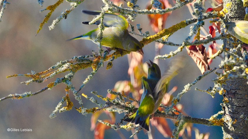 Deux verdiers d’Europe en pleine dispute perchés sur des branches d’arbres dans un jardin en permaculture.