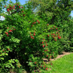 Haie de jardin dense et biodiversifiée pour attirer la biodiversité.