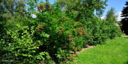 Comment créer une haie de jardin pour la biodiversité ?