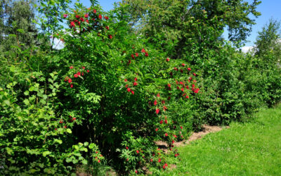 Comment créer une haie de jardin pour la biodiversité ?