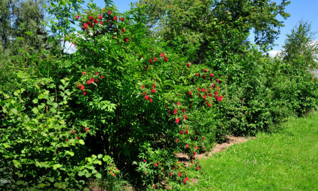 Comment créer une haie de jardin pour la biodiversité ?