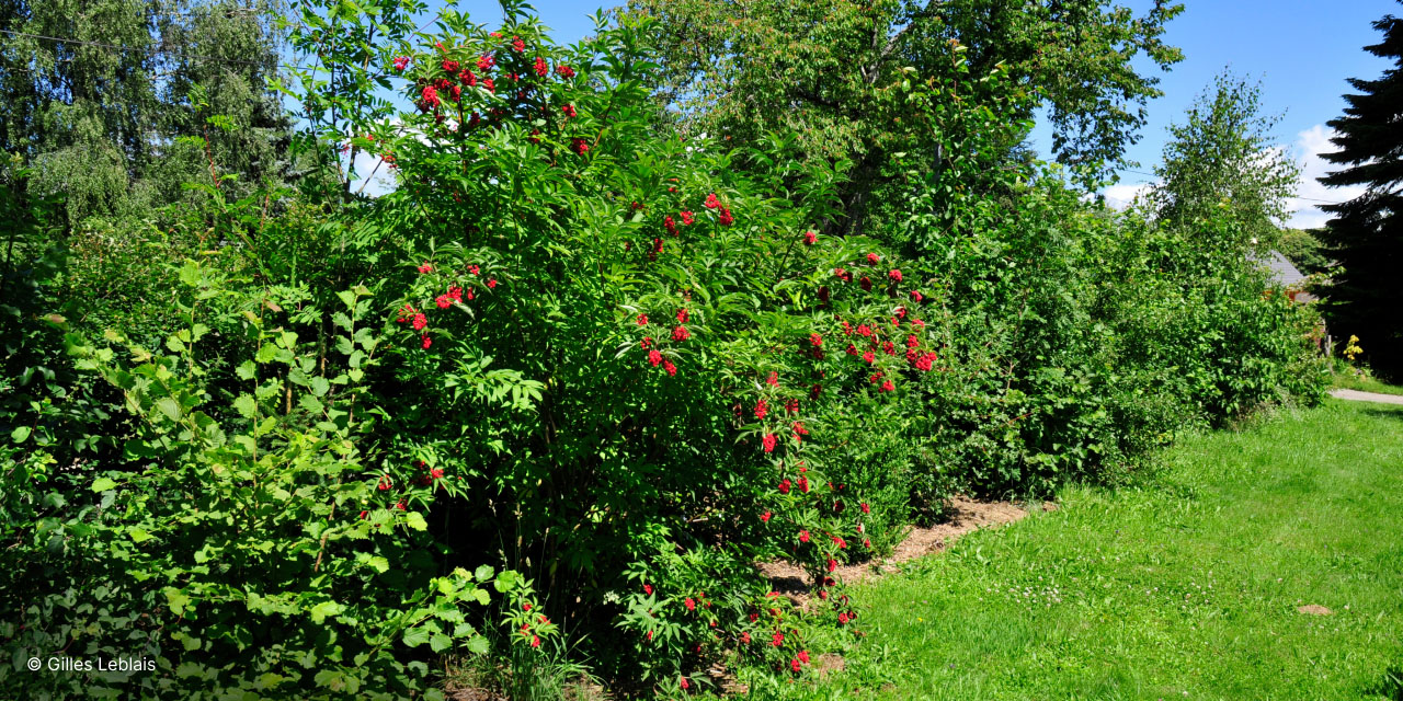 Haie de jardin dense et biodiversifiée pour attirer la biodiversité.