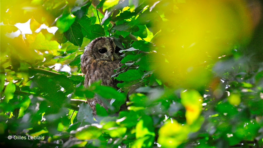 Chouette hulotte (Strix aluco) dans le feuillage d’un arbre.