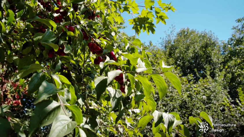 Cornouiller mâle (Cornus mas) en fruits dans une haie.