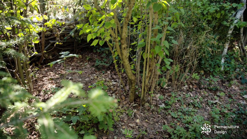 Jeunes arbres dans une haie biodiversifiée qui poussent de façon dense sur plusieurs pieds.