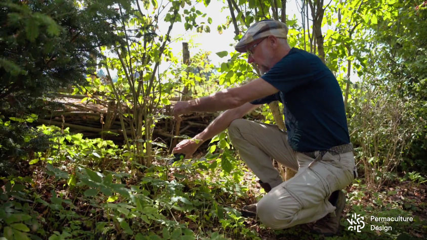 Un naturaliste montre la hauteur à laquelle il pratique une taille de densification sur les jeunes arbres caducs ou marcescents.