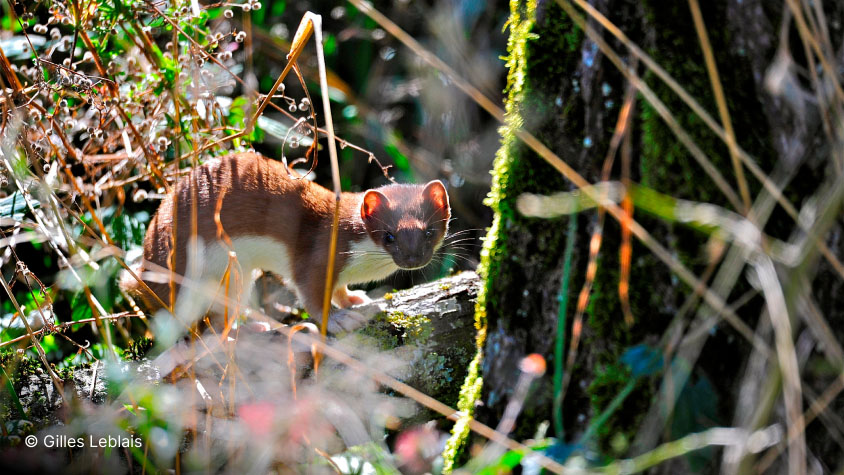 Jolie hermine (Mustela erminea) dans un jardin en permaculture riche de biodiversité.