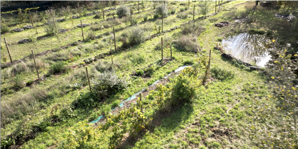 Article permaculture guide verger naturel