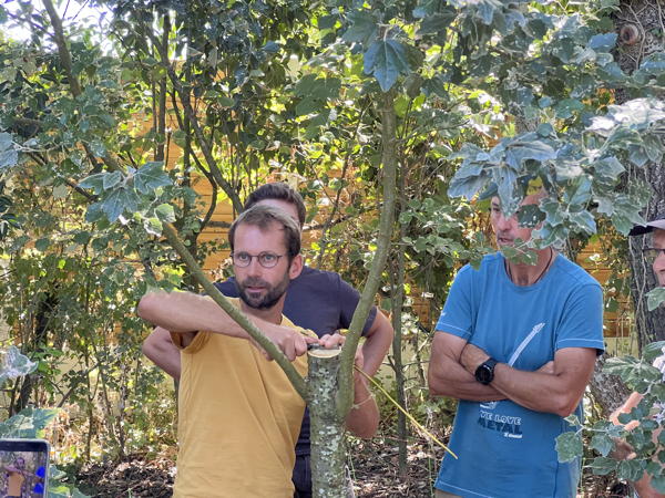 Greffe en couronne pour installation d'un verger naturel en permaculture.