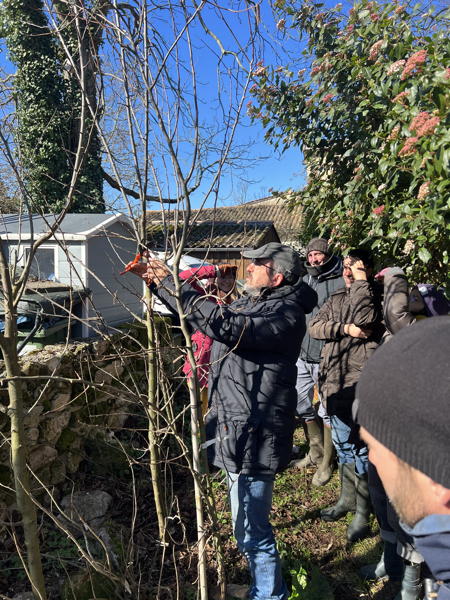 Formation permaculture talle des arbres fruitiers.