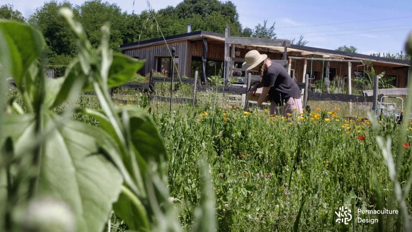 Sophie récolte des plantes aromatiques et médicinales sur sa micro-ferme en permaculture.