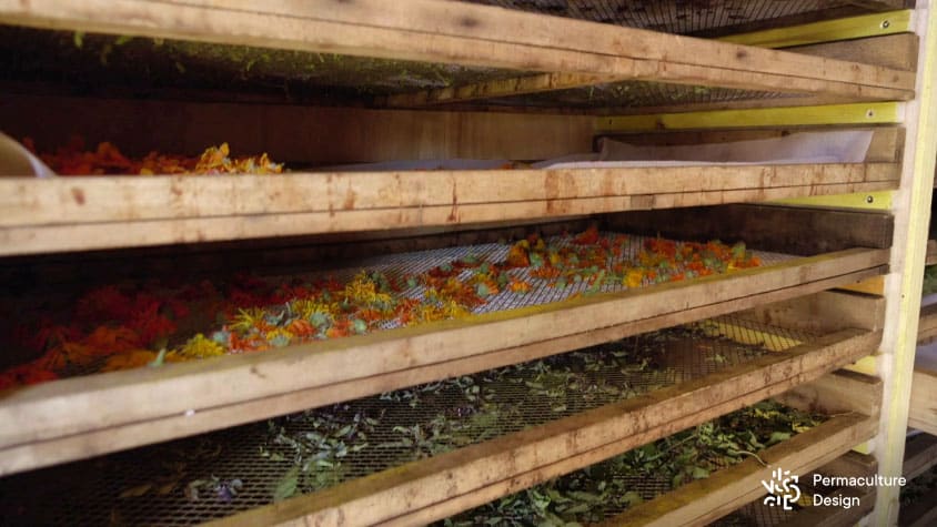 Claies de séchage avec des plantes aromatiques et médicinales en train de sécher dans un séchoir solaire.