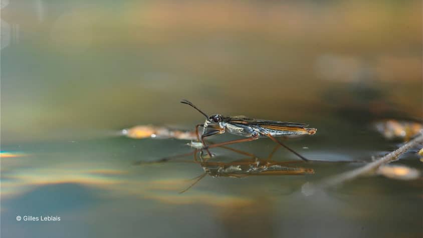 Gerris ou Patineur Gerris lacustris - Prédateur de moustiques