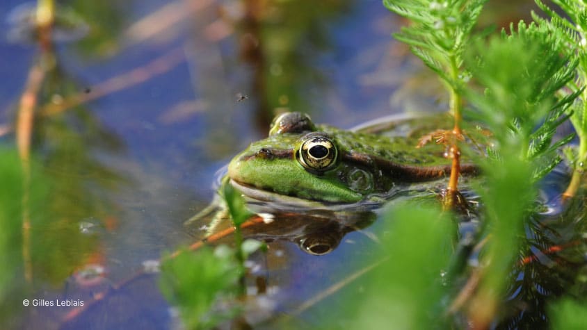 Grenouille verte - Prédateur de moustiques