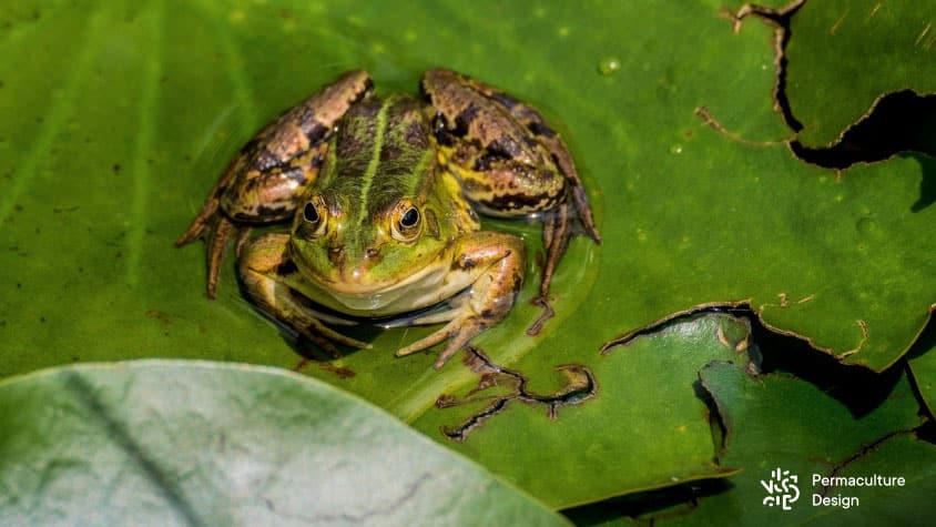 Grenouille verte - Prédateur de moustiques