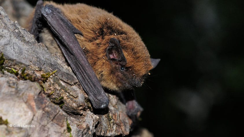 Pipistrelle - Prédateur de moustiques