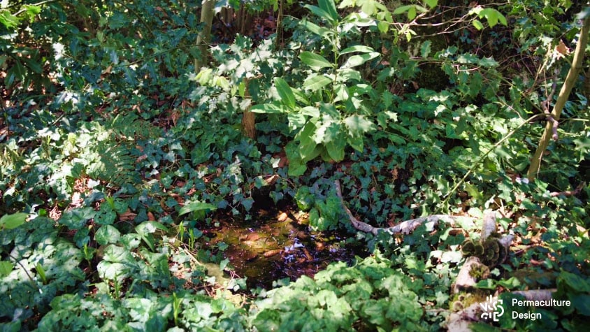 Petite mare en zone boisée.