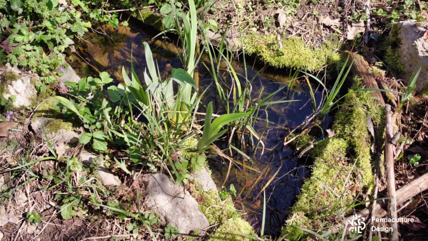 Petite mare faite avec un bassin préformé, accueillant des plantes aquatiques et une belle biodiversité animale.