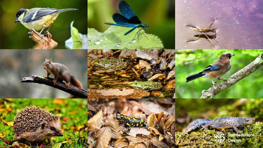 Composition de plusieurs photos de faune sauvage attirée par une mare naturelle : hérisson, écureuil, mésanges, geai des chênes, grenouilles, tritons, salamandres, libellules demoiselles, gerris