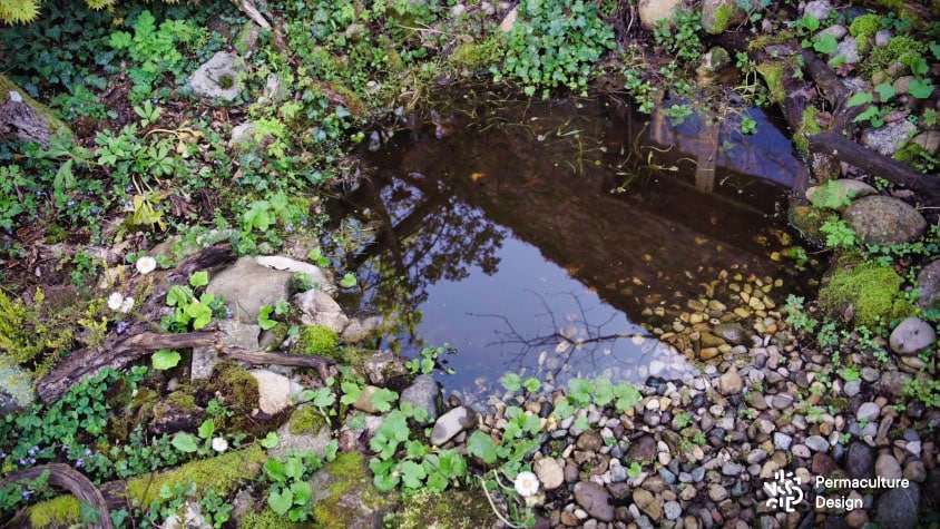 Petite mare naturelle installée juste à côté d’une maison.