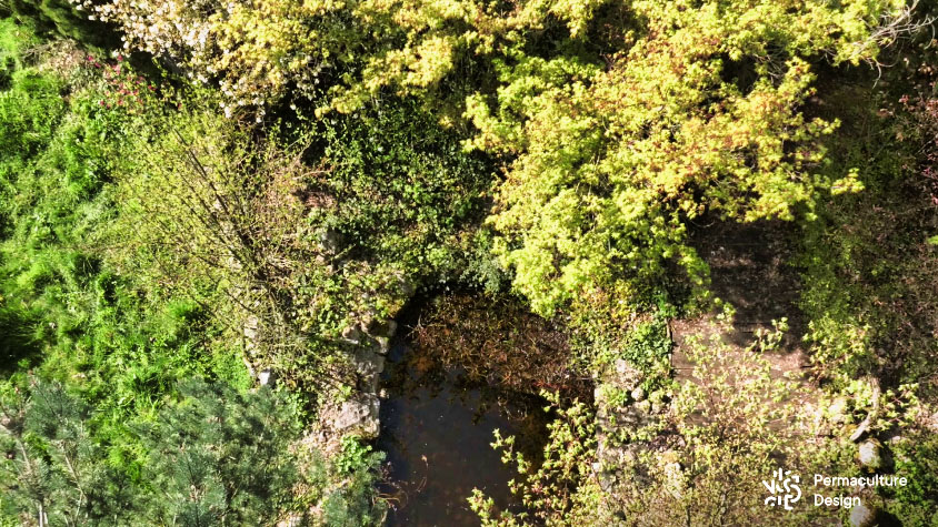 Mare naturelle à un emplacement assez ombragé au milieu d’arbres dans un jardin en permaculture.