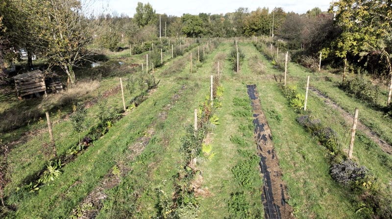 Verger naturel vue de haut.