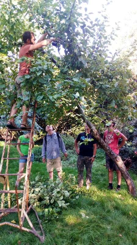 Taille arbre fruitier dans un verger naturel.