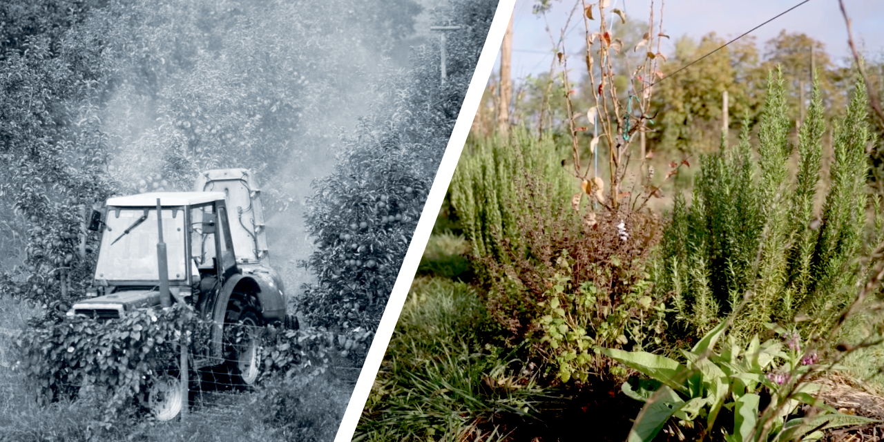 Verger naturel, quelles différences avec un verger classique ?