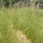 La plante vétiver et ses usages en permaculture tropicale.