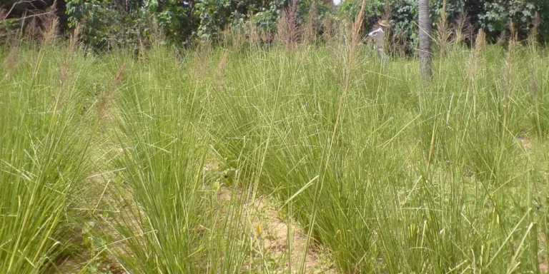 La plante vétiver et ses usages en permaculture tropicale.