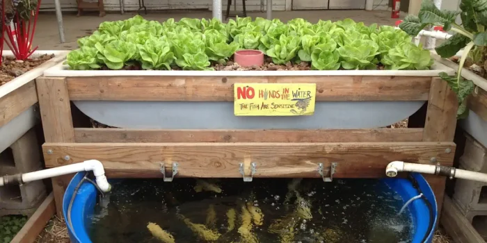 Aquaponie avec plante et poissons.