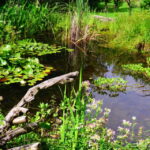Une mare naturelle dans un jardin en Permaculture