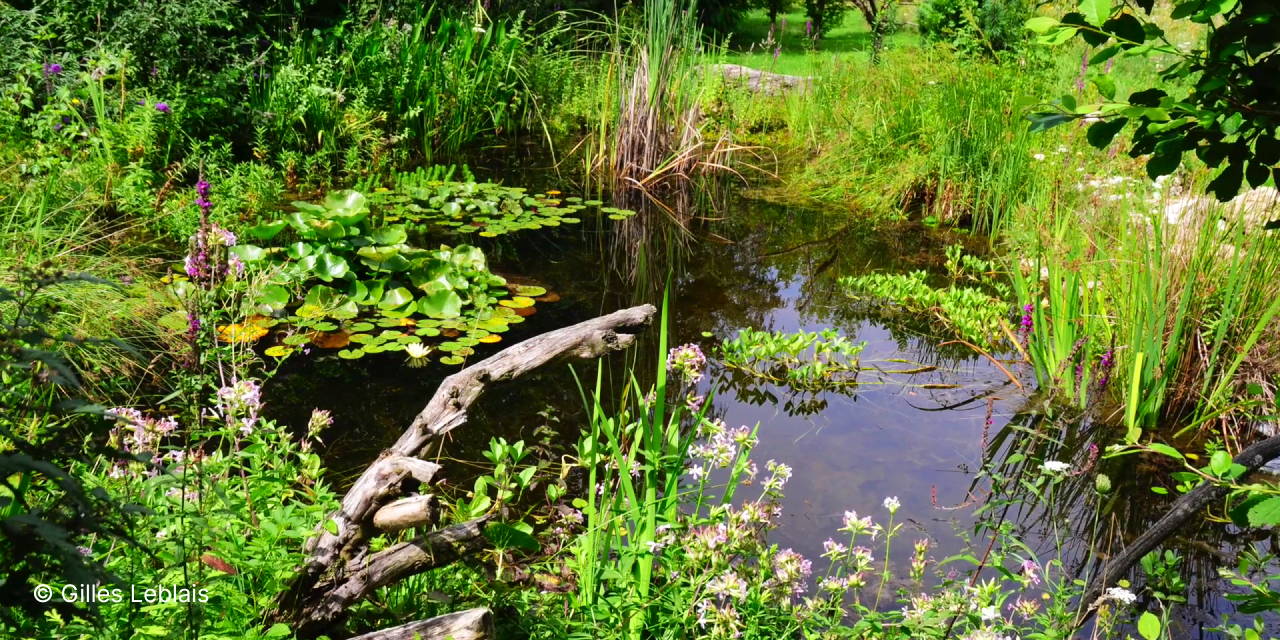 Une mare naturelle dans un jardin en Permaculture