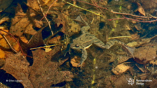 Grenouille rousse dans mare naturelle.