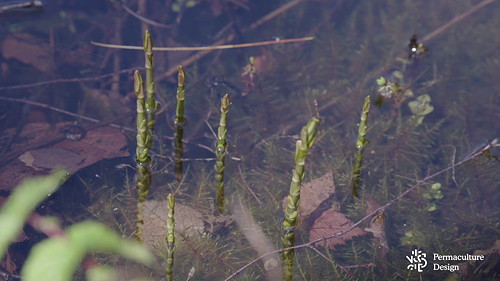 Plante dans bassin naturel.