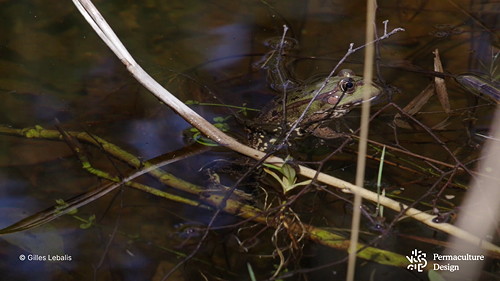 Grenouille verte dans mare naturelle.