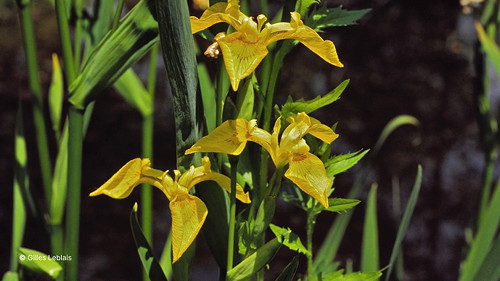 Iris des Marais.