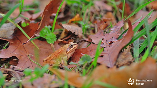 Grenouille agile dans mare naturelle.