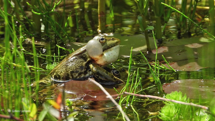 Grenouilles rieuses dans mare naturelle.