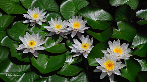 Nénuphars dans mare naturelle en permaculture.